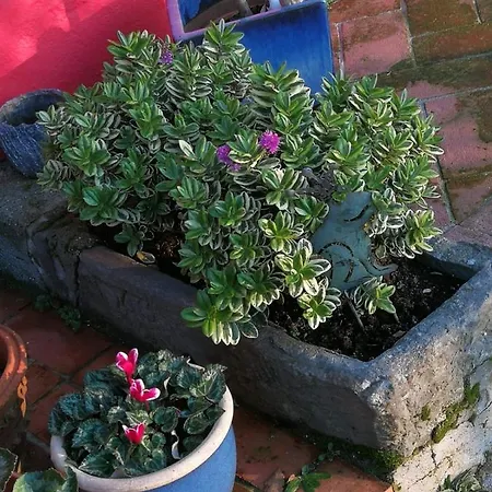 Il Tesoro Lamporecchio